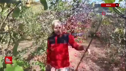Bolu'da ayının saldırısına uğrayan çiftçi dehşet anlarını anlattı