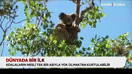 Koalalar için umut veren aşı: Nesilleri kurtulabilir