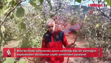 Bolu’da fındık bahçesinde dehşet! Ayının saldırdığı adam parmağını kaybetti