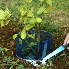 Trucs de plantation astucieux pour faire fleurir votre jardin plus rapidement 🌻🚀🚀