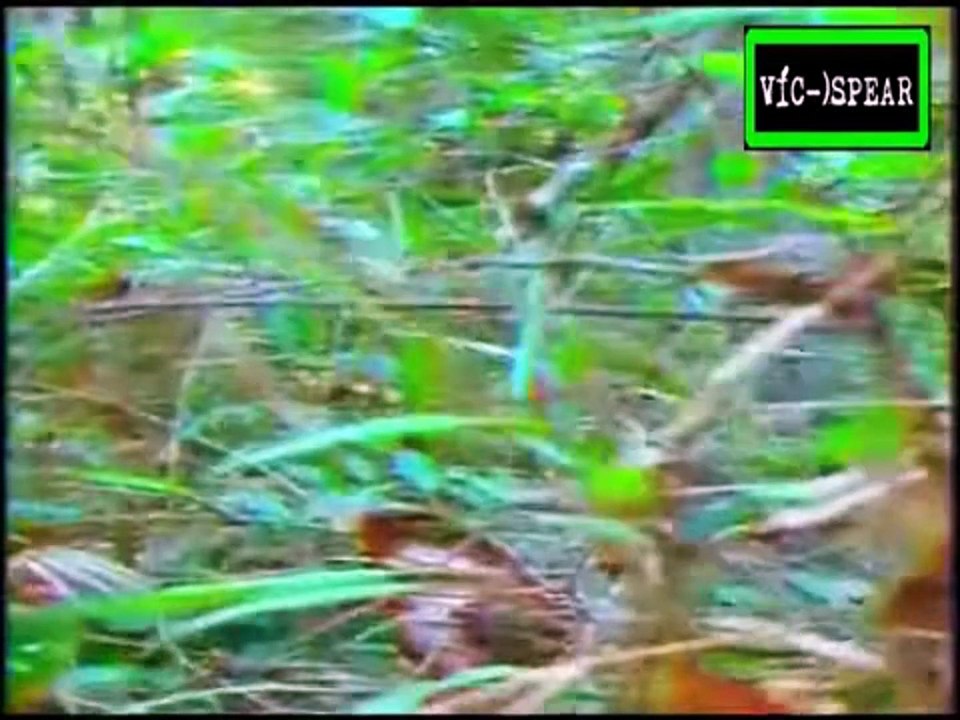 Viagem ao desconhecido- o mapinguari (dublado)