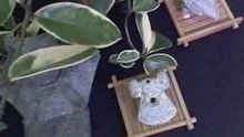 玉鷹斧鋤器  D1  三星堆珍寶 玉而富