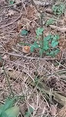 Collezione funghi ep 4