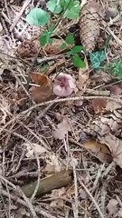 Collezione funghi ep 1