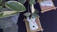 鸚鵡璧  D2 三星堆珍寶 玉而富