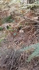 Collezione funghi ep 8