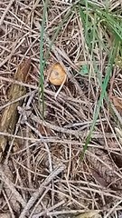 Collezione funghi ep 7