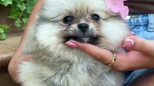 Os animais mais fofos do mundo N•406