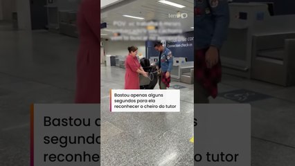 Cadelinha reconhece tutor e pula de alegria em aeroporto após 6 meses distante #shorts