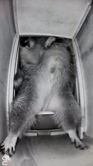 Raton laveur, mission sommeil échouée 😴😅