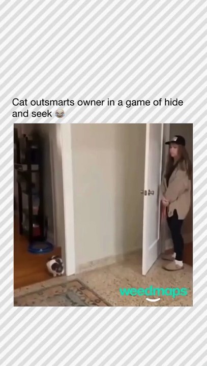 Chat Intello(Note : deux mots, humour inclus)