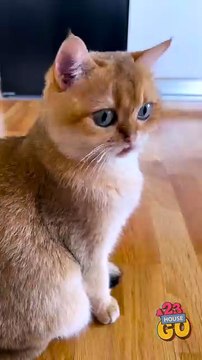 Proof that cats are the real bosses at home 😜 #catvideo #comedy #relatable