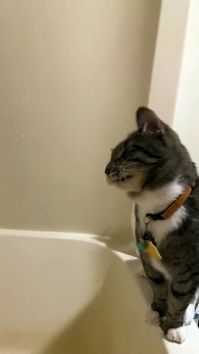 Grosse Kitty rebelle adore notre douche et goinfre d’eau ❤️