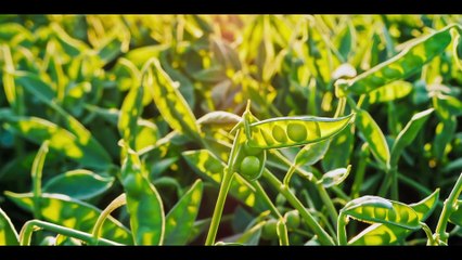 Ngự Trù của Bạo Chúa EP 3