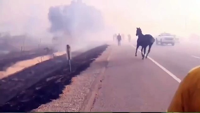 Horse that was already rescued runs back into wildfires to save its family…🥺🙏❤️