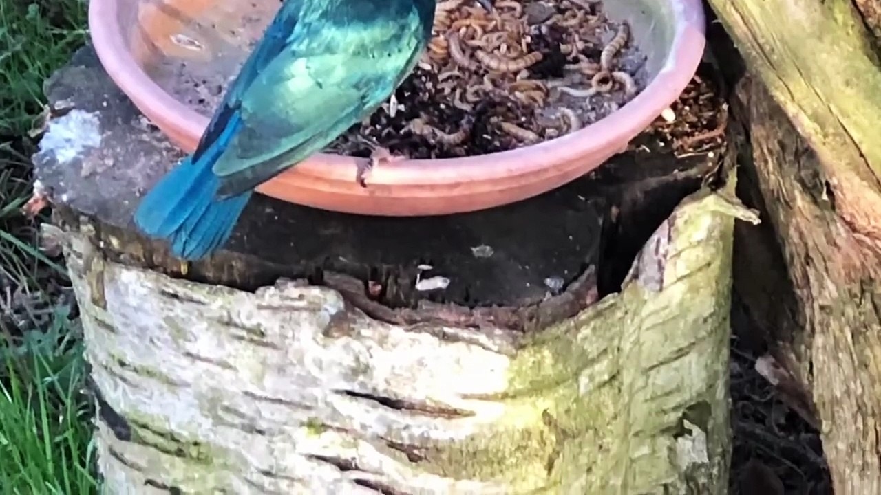 My tropical birds in my bird aviary _bird _birds _nature _animals