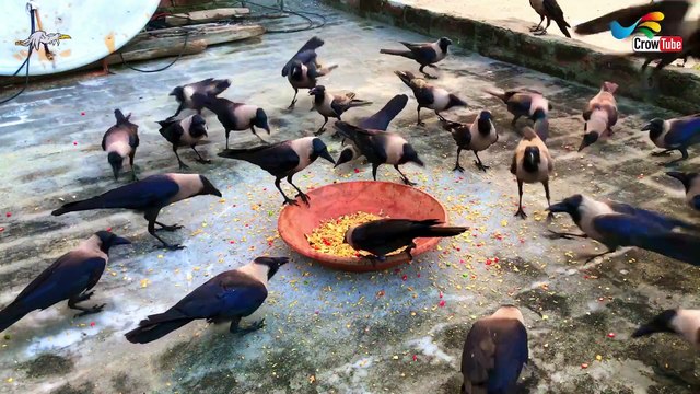 Crows strike fast, All And Huge types of crow sound, Crow Calls in Different Languages,