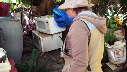 Jalisco confirma la primera muerte por dengue en el estado
