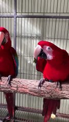 Beautiful red macow parrots