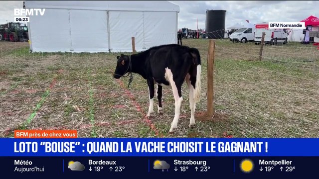 Loto bouse : quand les vaches choisissent les gagnants grâce à leurs bouses