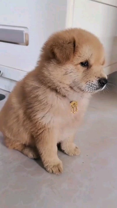 funny Dog playing with cute baby.