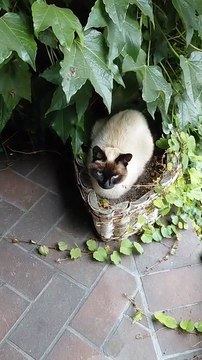 Too Cozy to Leave :) #shorts #cats #viralcats #funnycats #funny #cute #fyp