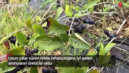 Uzun yıllar süren mide rahatsızlığına iyi gelen aronyanın üreticisi oldu