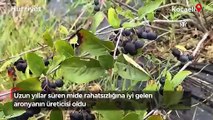 Uzun yıllar süren mide rahatsızlığına iyi gelen aronyanın üreticisi oldu