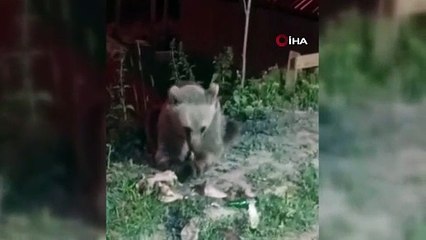 Dumanlı Parkında karnını duyuran ayı görüntülendi