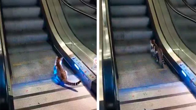 Cat Tries to Climb the Wrong Escalator and Needs “Rescue” at Turkish Airport