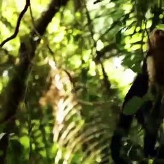 Monkeys Of The Jungles - A