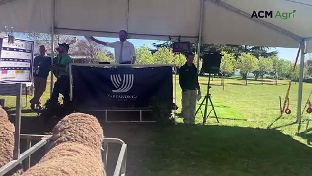 Yarrawonga Merino and Poll Merinos at Harden