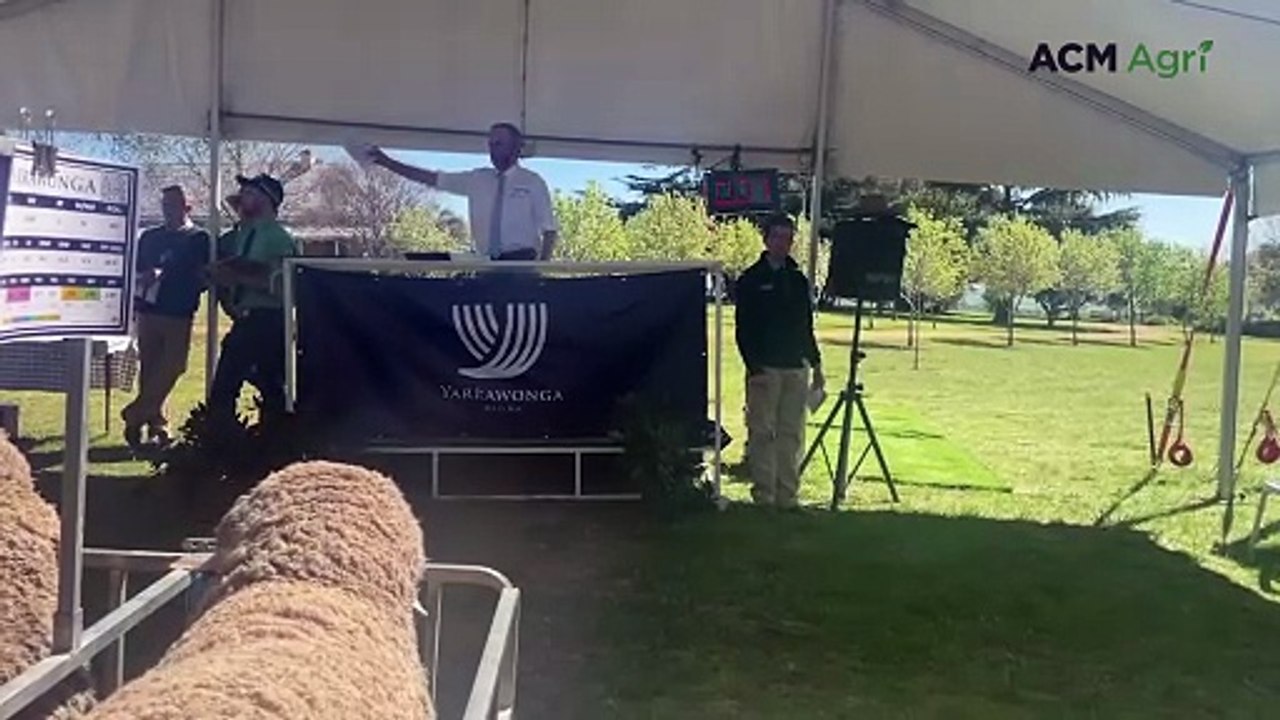 Yarrawonga Merino and Poll Merinos at Harden