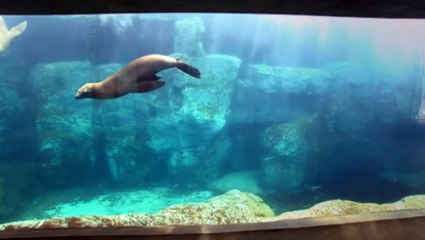 Extinct Complete Series Episode 4- The Great Auk