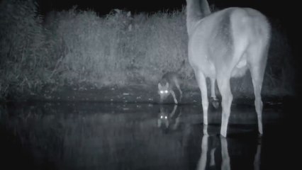 Gefahr aus den Wäldern Der Wolf ist zurück in Deutschland - Die Wolfsaga _ MDR D