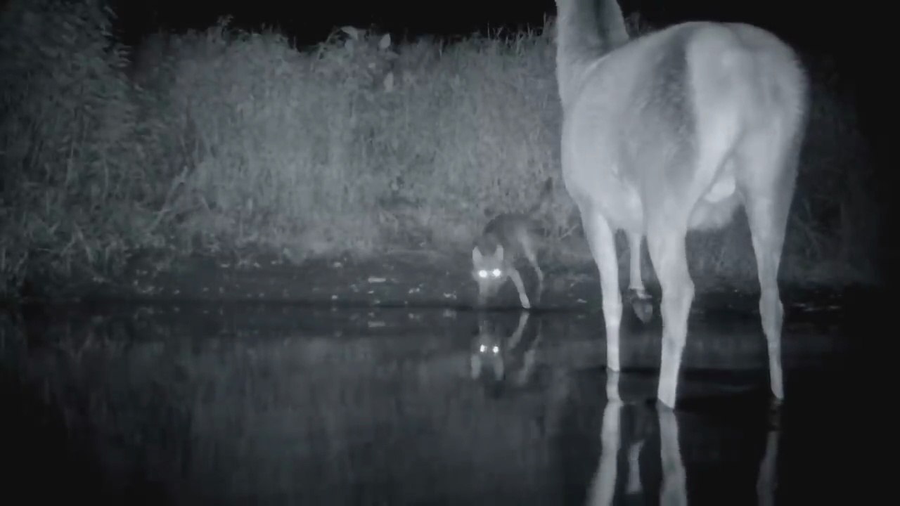 Gefahr aus den Wäldern Der Wolf ist zurück in Deutschland - Die Wolfsaga _ MDR D