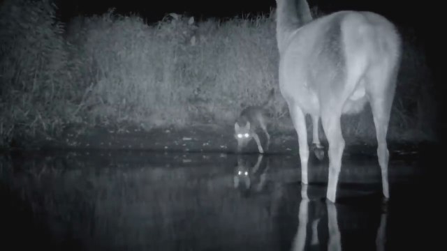 Gefahr aus den Wäldern Der Wolf ist zurück in Deutschland - Die Wolfsaga _ MDR D