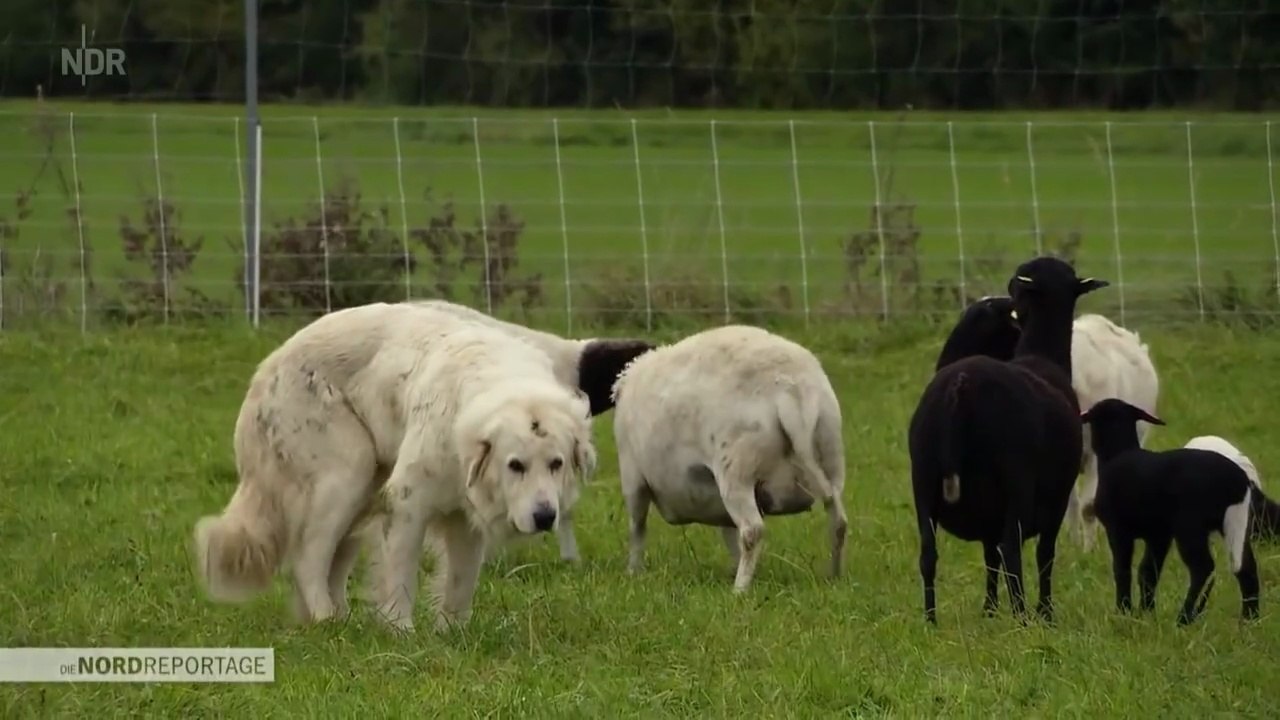 Wenn die Wölfe wiederkommen _ Die Nordreportage _ NDR