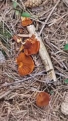 Collezione funghi ep 11