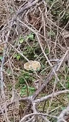 Collezione funghi ep 13