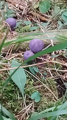 Collezione funghi ep 14