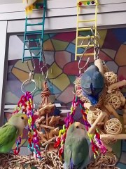 In the Happy Cabin Playground Parade _ Version 1_ the cheerful Cabin Birdies and the adorable duo_ Mavin and Mini_ are having an absolute blast at the play_5