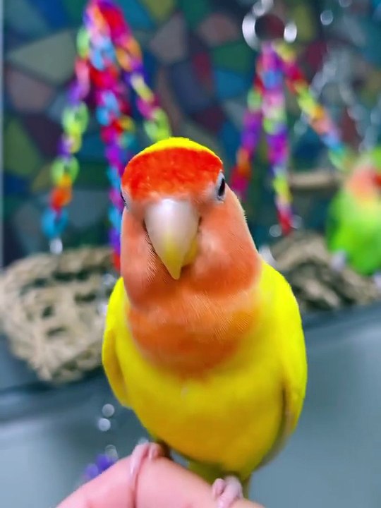 In the Happy Cabin Playground Parade _ Version 1_ the cheerful Cabin Birdies and the adorable duo_ Mavin and Mini_ are having an absolute blast at the pla_10