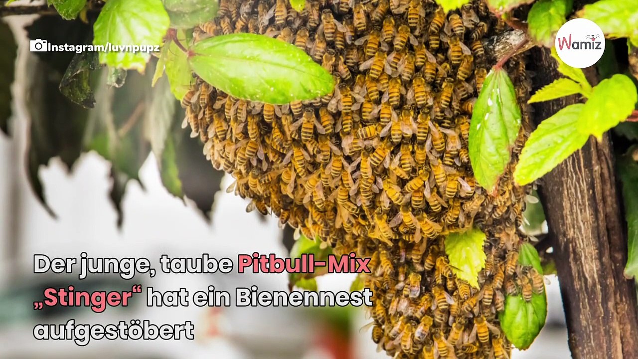 Tauber Pitbull von tausend Bienen gestochen: Was seine Halter ihm dann antun, bricht ihm das Herz