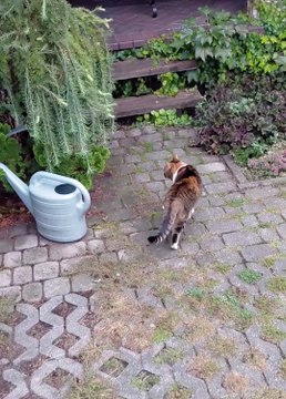 Too Many Fun Things to Go Home! 🐾🌿#cats #funnycats #funnyanimals #cute #shorts #viralcats #fyp #animals