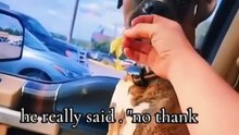 Dogs Are Not Vegetarian  #viraldog #dog #pets