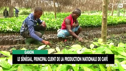 [#Reportage] Gabon : Le Sénégal, principal client de la production nationale de Café