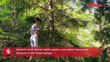 5’inci sınıf öğrencisi ormanda fark etti! Kilosu 5 bin lira: Maden buldum