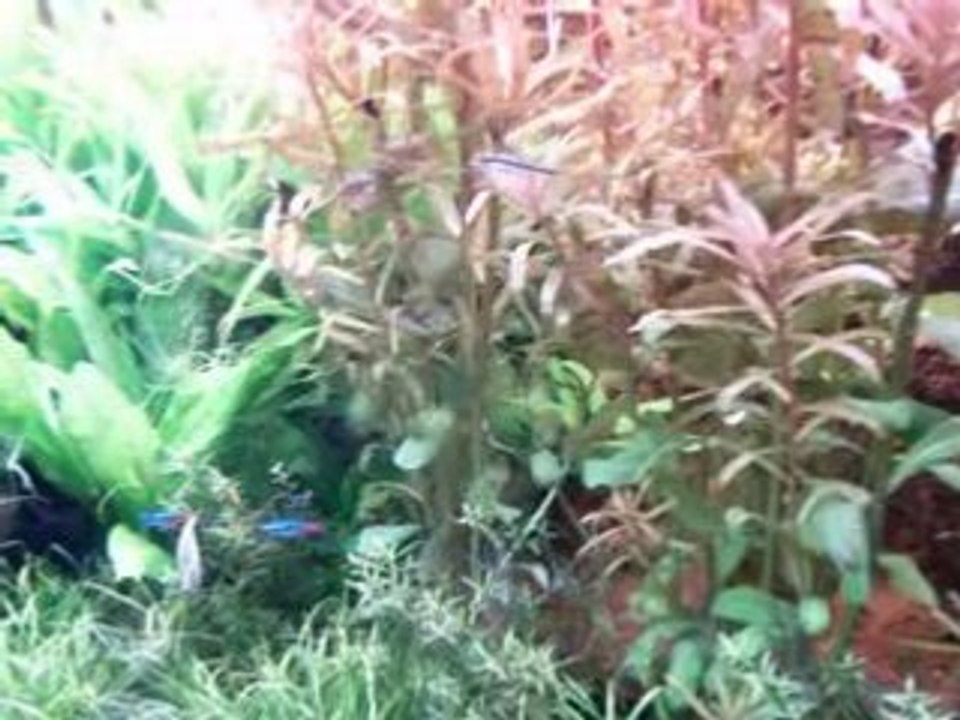 Mon aquarium