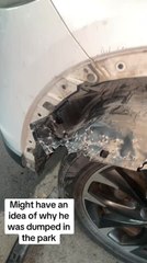 Woman Questions Dog That Destroyed Fender Liner of Her Car